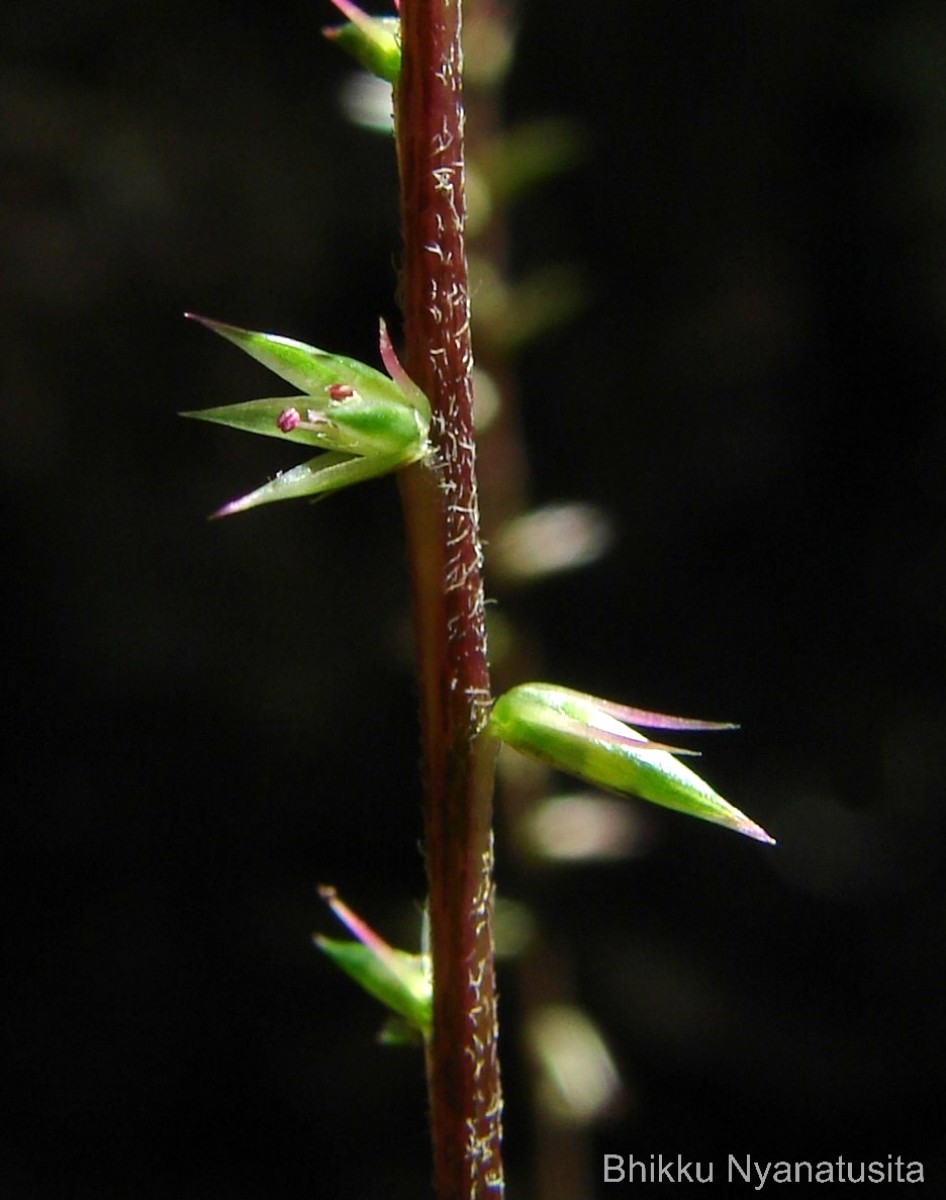 Achyranthes diandra Roxb.